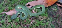 Craspedocephalus macrolepis