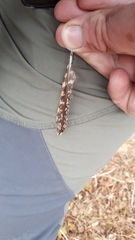 Caprimulgus europaeus