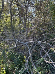 Zanthoxylum americanum