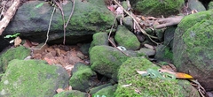 Craspedocephalus macrolepis