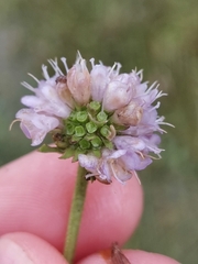 Succisella inflexa