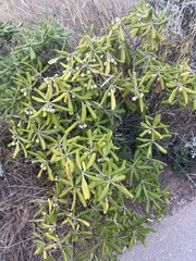 Pittosporum tobira