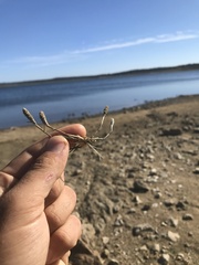 Sporobolus alopecuroides