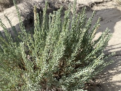 Neokochia americana