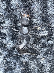 Ocypus olens