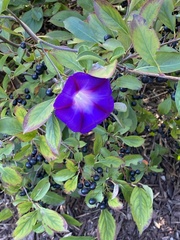 Ipomoea purpurea