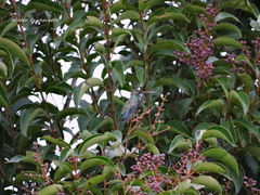 Heliomaster furcifer