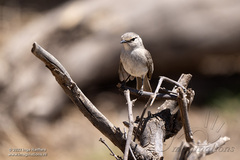Bradornis microrhynchus