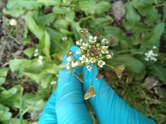 Capsella bursa-pastoris