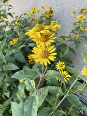Helianthus nuttallii