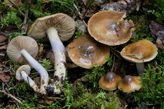 Cortinarius stillatitius