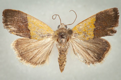 Ponometia semiflava