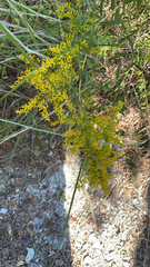 Solidago odora