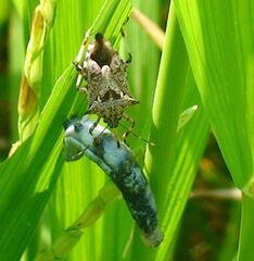 Eocanthecona furcellata