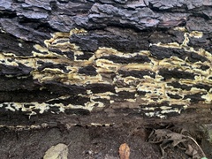 Coniophora puteana