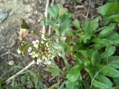 Capsella bursa-pastoris