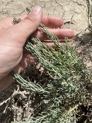 Neokochia americana