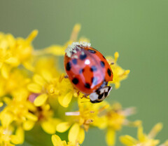 Hesperomyces harmoniae