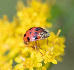Hesperomyces harmoniae