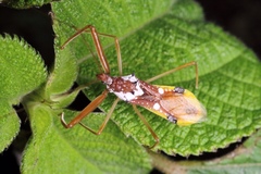 Epidaus famulus