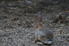 Sylvilagus audubonii