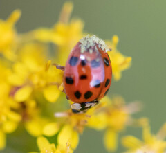 Hesperomyces harmoniae