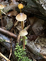 Mycena crocata