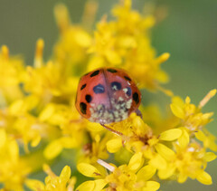 Hesperomyces harmoniae