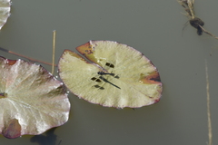 Brachythemis leucosticta