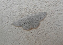 Scopula marginepunctata
