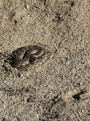 Crotalus oreganus oreganus