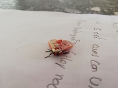 Trosia nigropunctigera