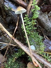 Mycena crocata