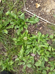 Capsella bursa-pastoris
