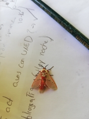 Trosia nigropunctigera