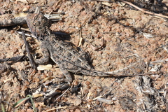 Agama aculeata