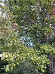 Acer rubrum