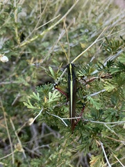 Schistocerca alutacea