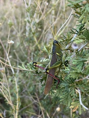 Schistocerca alutacea