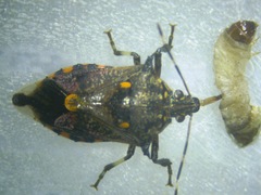 Eocanthecona furcellata
