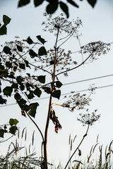 Heracleum sosnowskyi