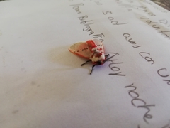 Trosia nigropunctigera