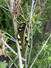 Schistocerca albolineata