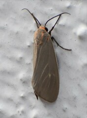 Pygarctia pterygostigma