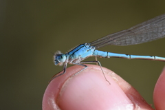 Pseudagrion assegaii
