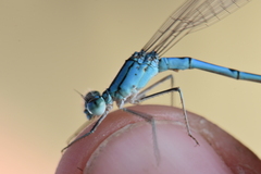 Pseudagrion assegaii