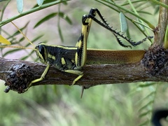 Schistocerca albolineata