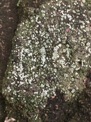 Protoparmeliopsis muralis