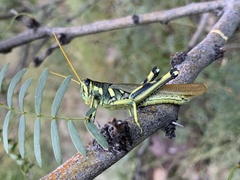 Schistocerca albolineata