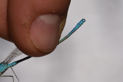 Pseudagrion assegaii